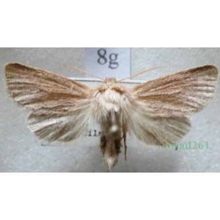 Denticucullus pygmina (Haworth, 1809) Czech8g
